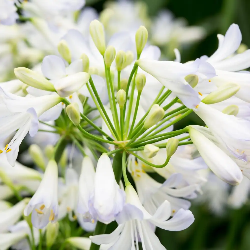 Agapanthus Silver Baby 2 Agapanthus-Silver-Baby2
