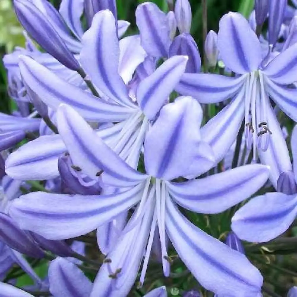 Agapanthus Star Gazer 2 Agapanthus Star Gazer