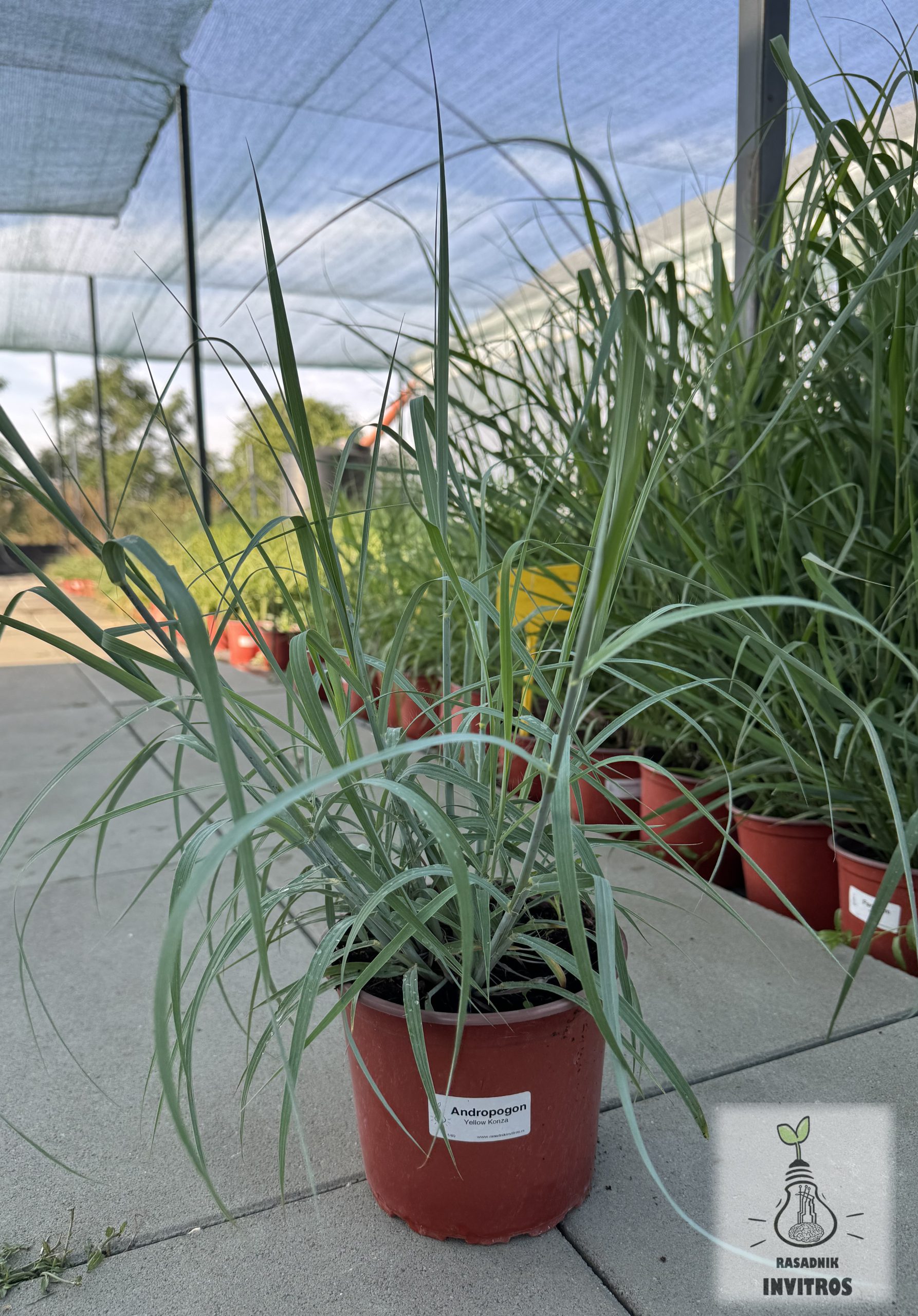 Andropogon Yellow Konza 2 Andropogon Yellow Konza sadnice