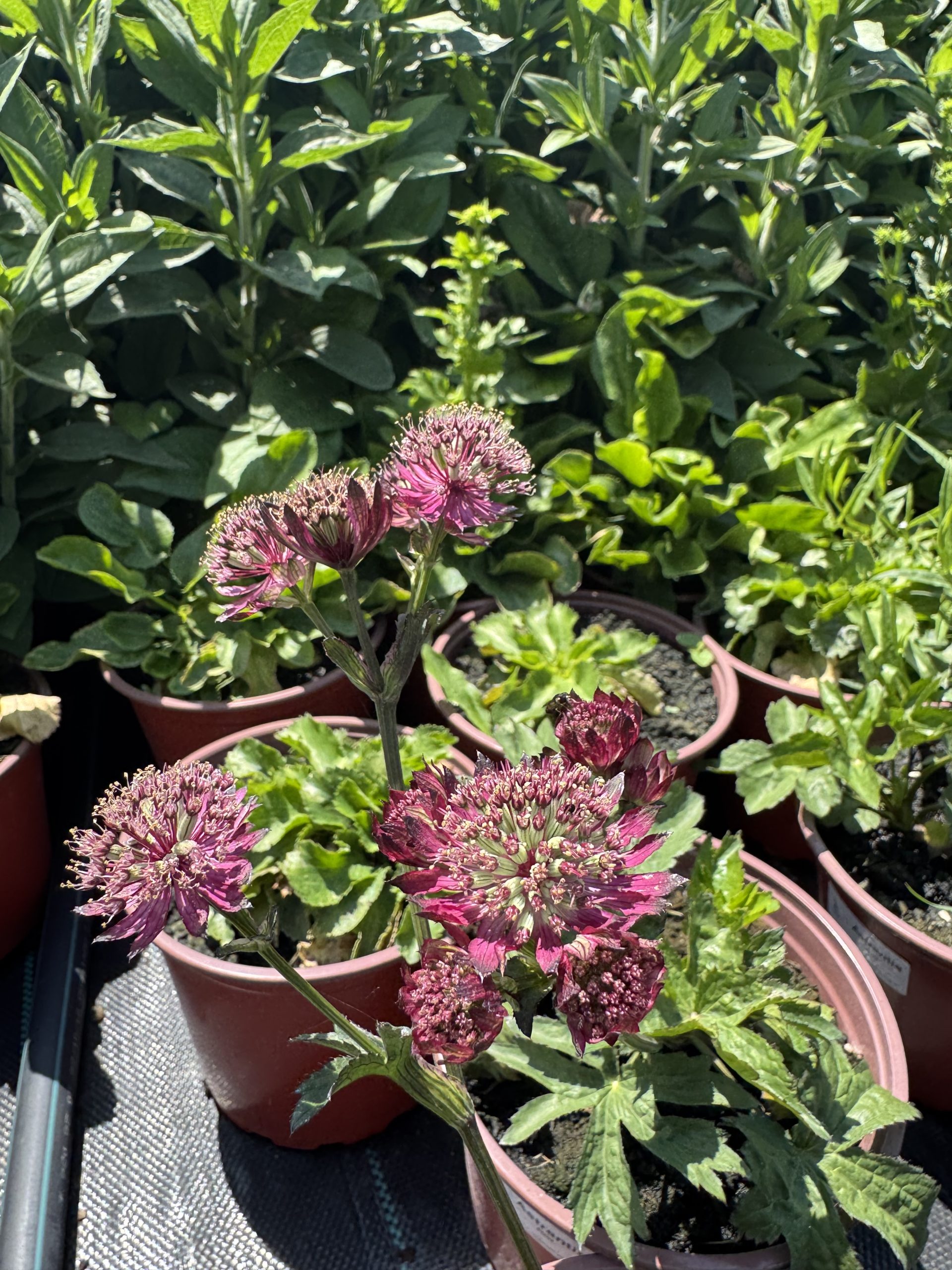Astrantia Red 3 Astrantia Red - Slika 3
