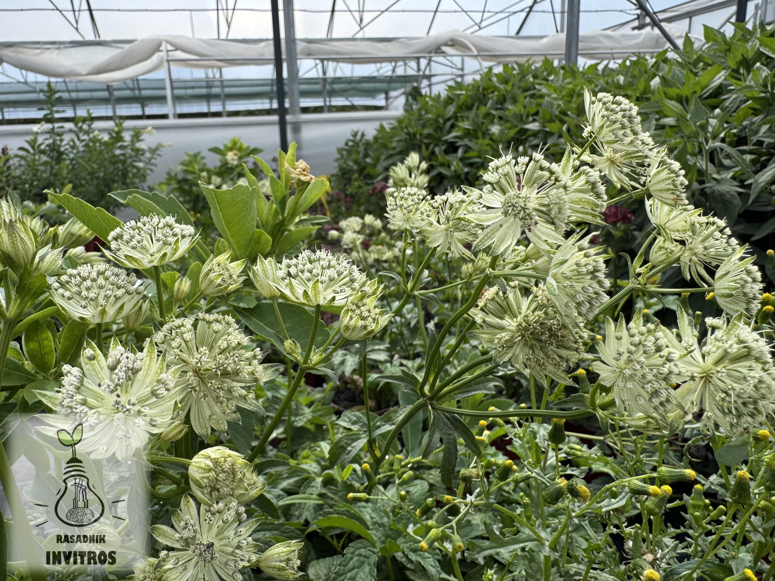 Astrantia White 2 Astrantia White
