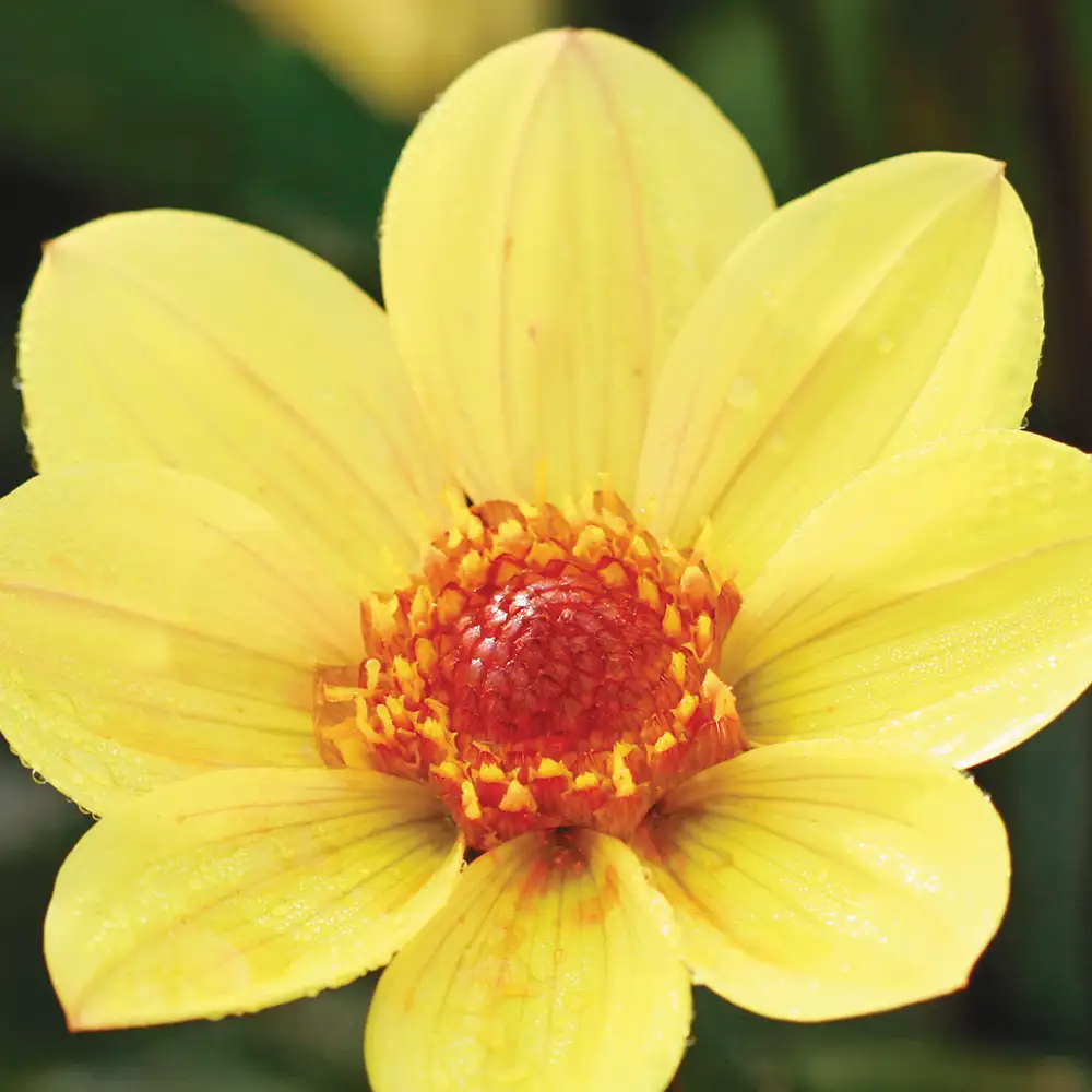 Dalija "Clarion" 2 Dahlia Clarion