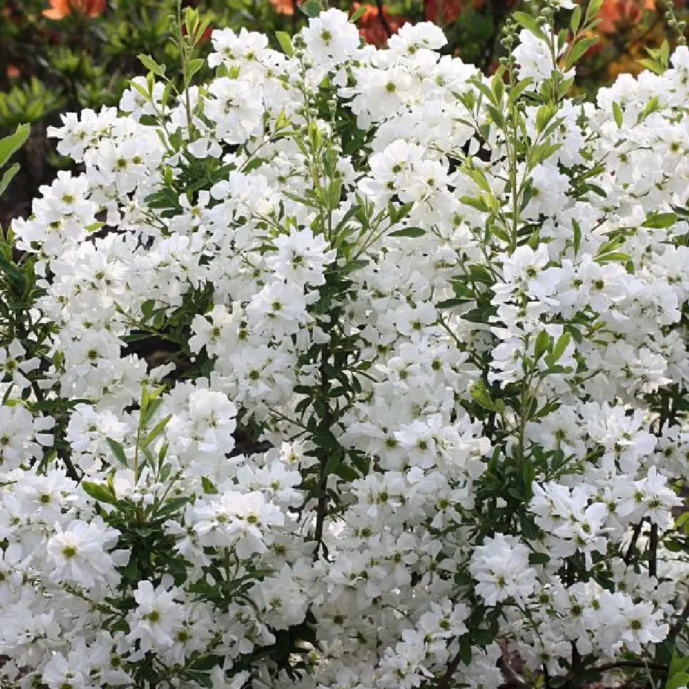 Exochorda Spring Time 2 Exochorda Spring Time