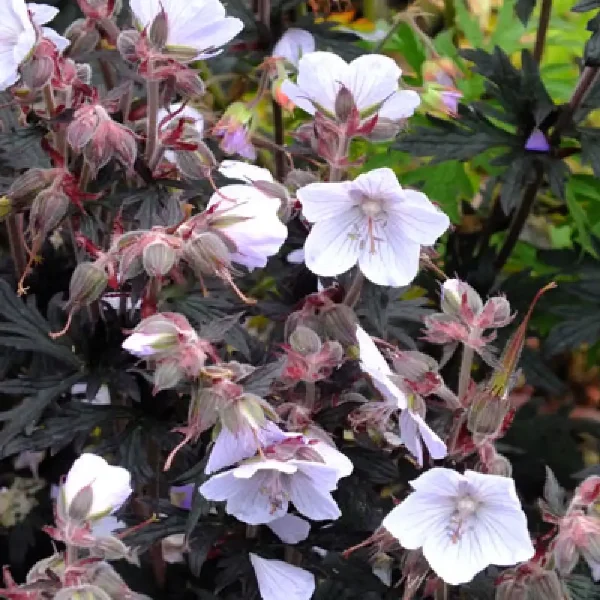 Geranium Black n White - Invitros