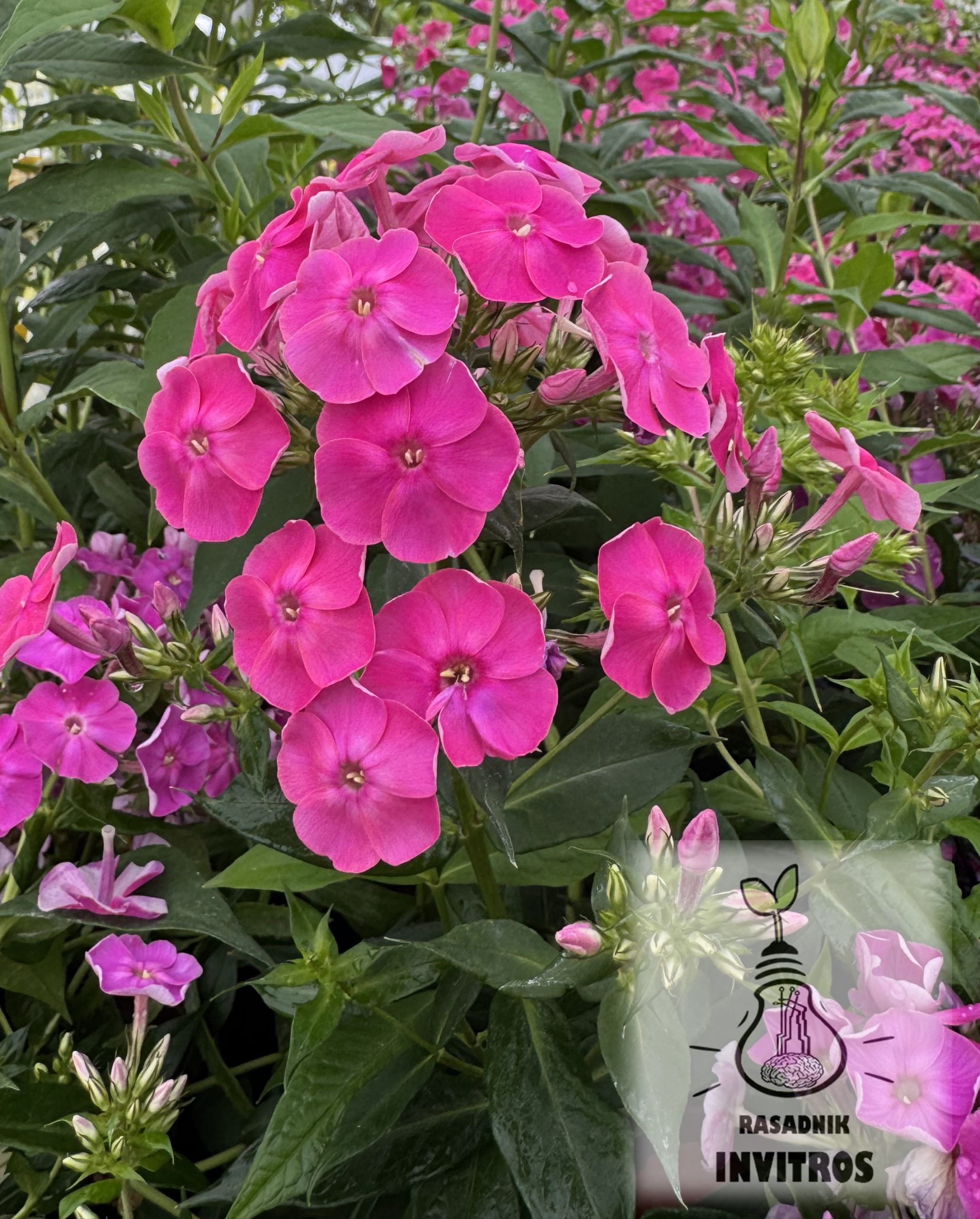 Phlox amplifolia Tecumseh 2 Phlox amplifolia Tecumseh - Slika 2