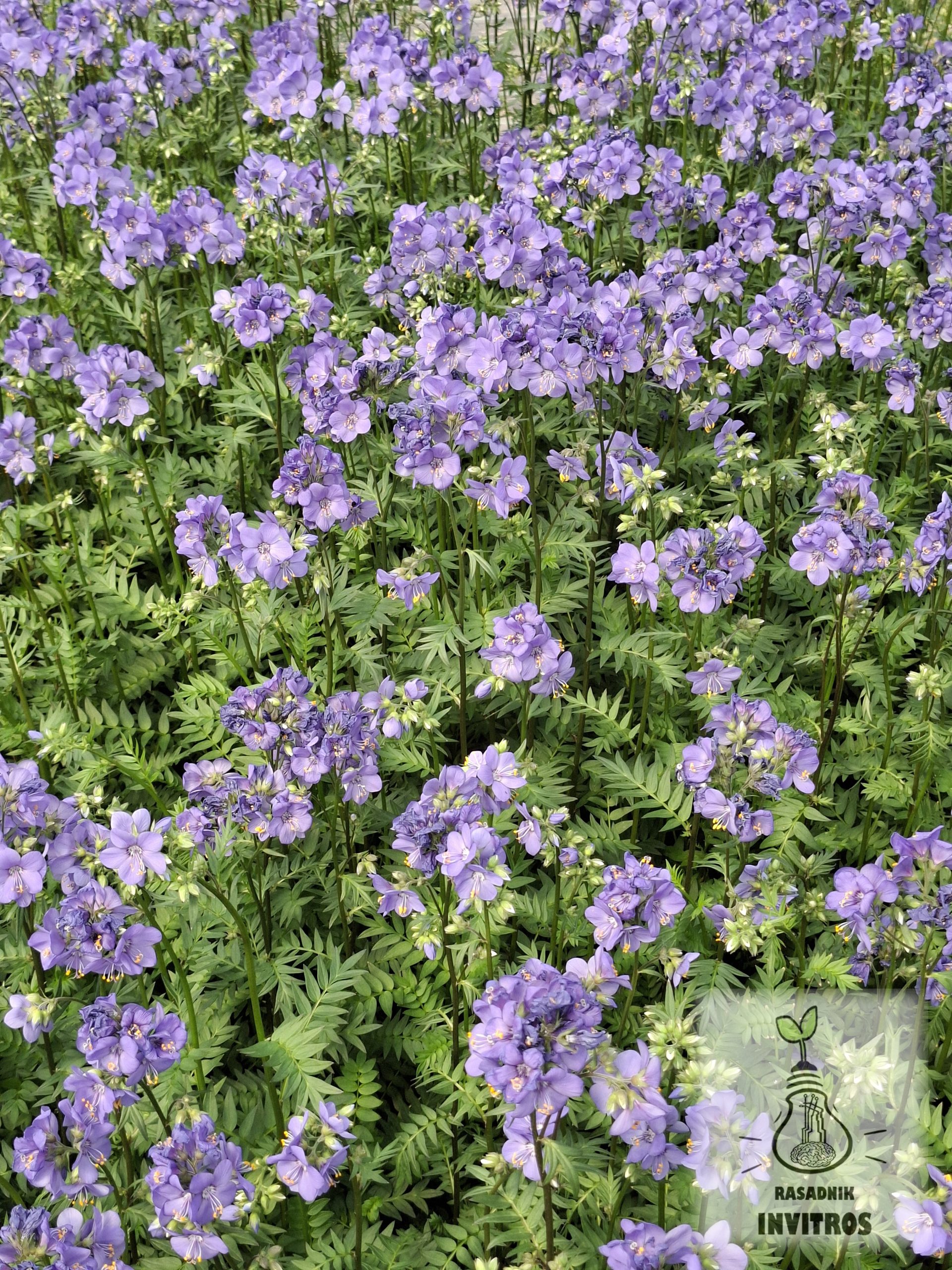 Polemonium Bressingham Purple 2 Polemonium Bressingham Purple