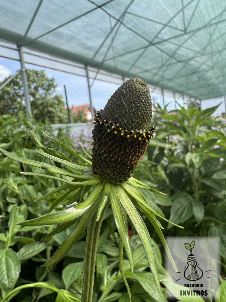Rudbeckia Green Wizard