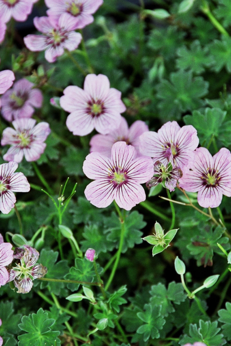 Geranium Alice 2 Geranium Alice - Slika 2