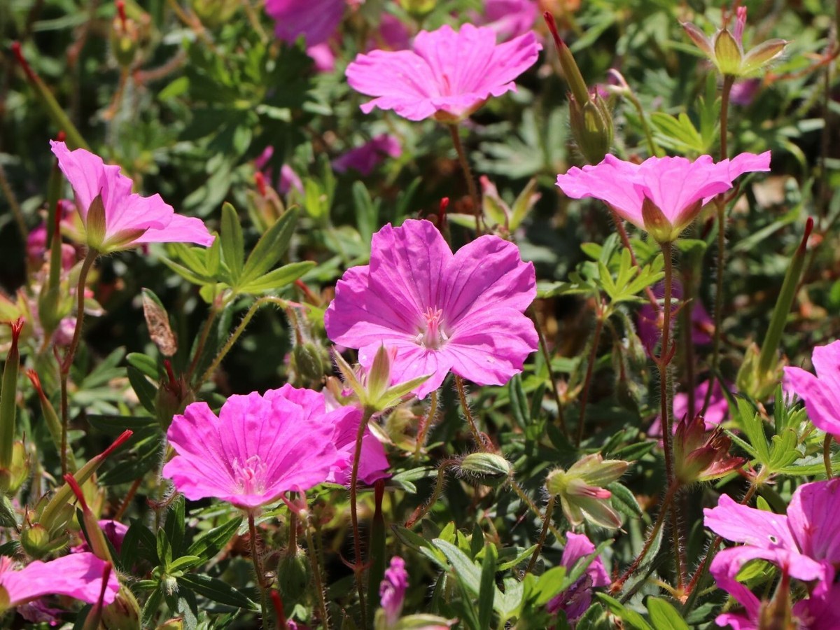 Geranium Ankums Pride 1 Geranium Ankums Pride