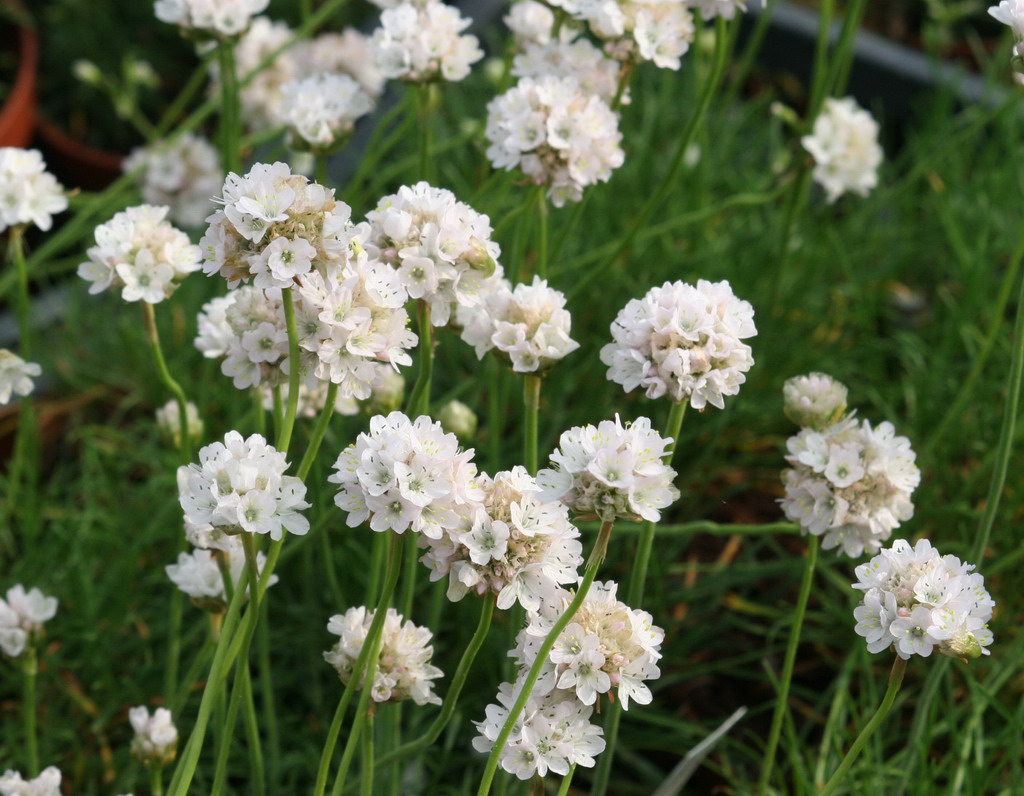 Armeria Alba 2 Armeria Alba - Slika 2
