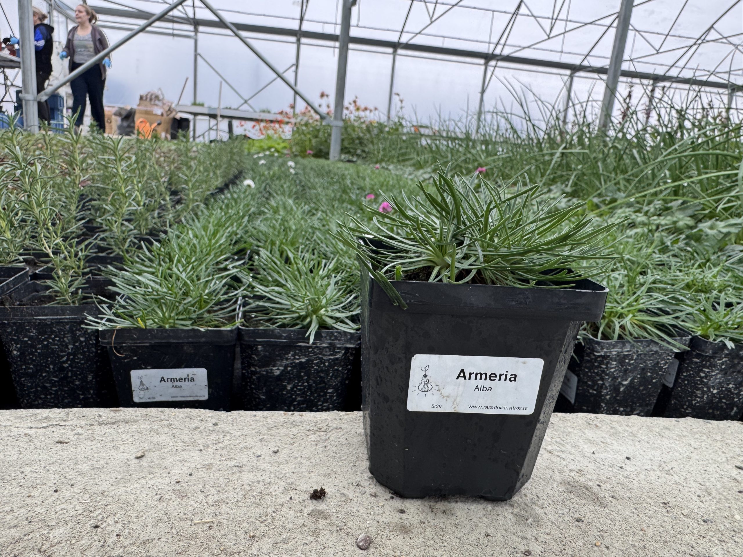 Armeria Alba 3 Armeria Alba - Slika 3