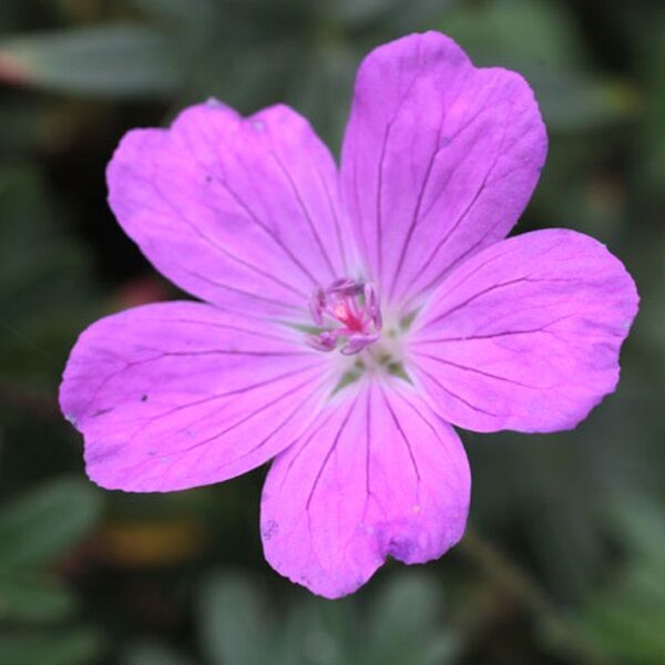 Geranium Compactum 2 Geranium Compactum - Slika 2