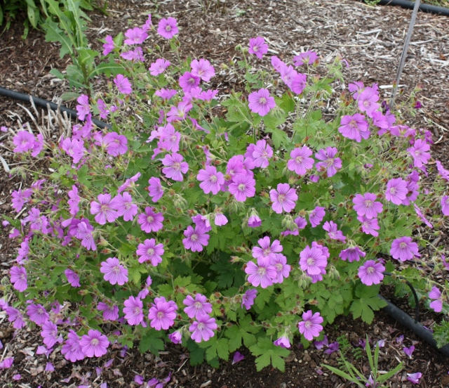 Geranium Sirak 2 Geranium Sirak - Slika 2