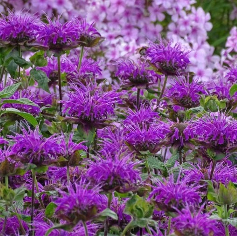 Monarda Blauteppich
