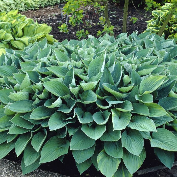 Hosta Hyacinthina 2 Hosta Hyacinthina - Slika 2