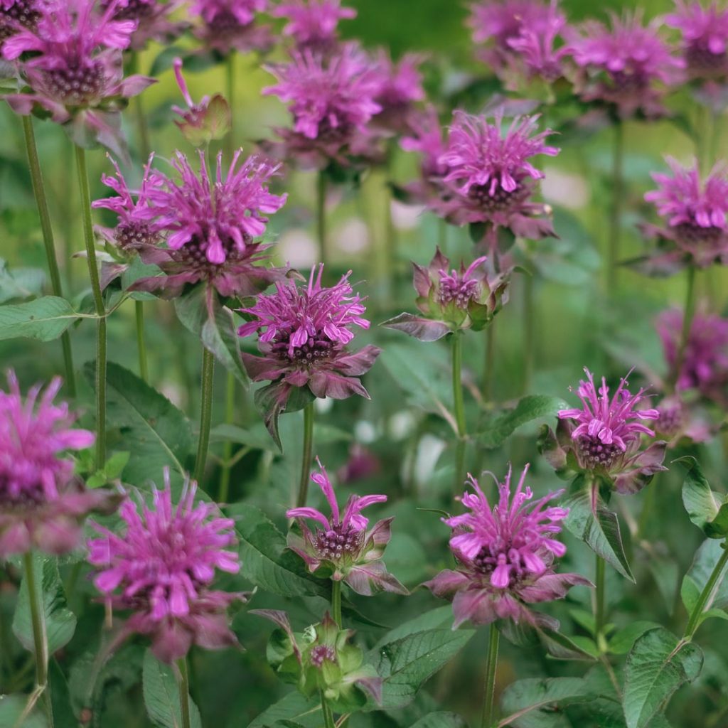 monarda scorpion