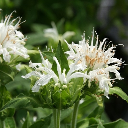 monarda snow queen