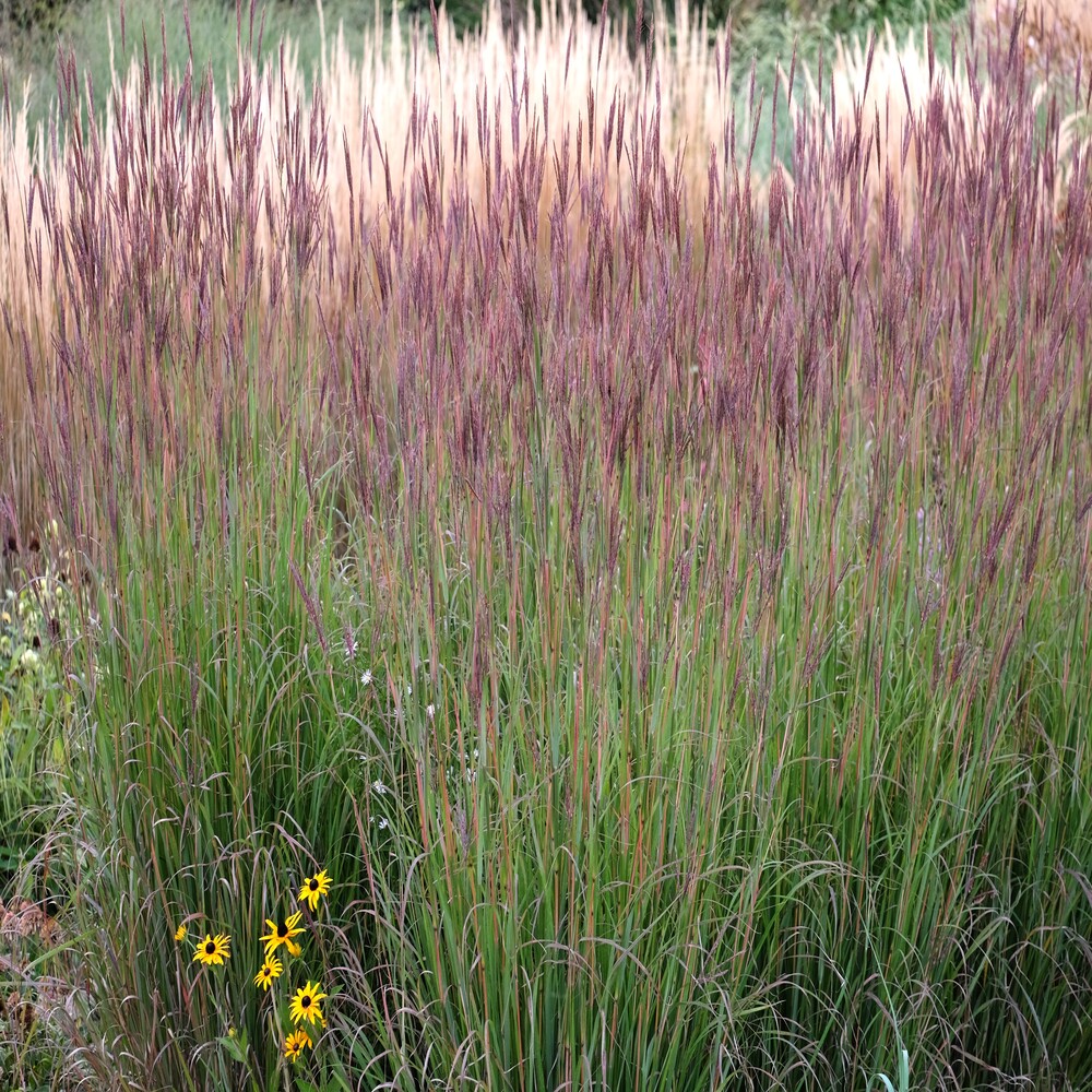 Andropogon Hummelo