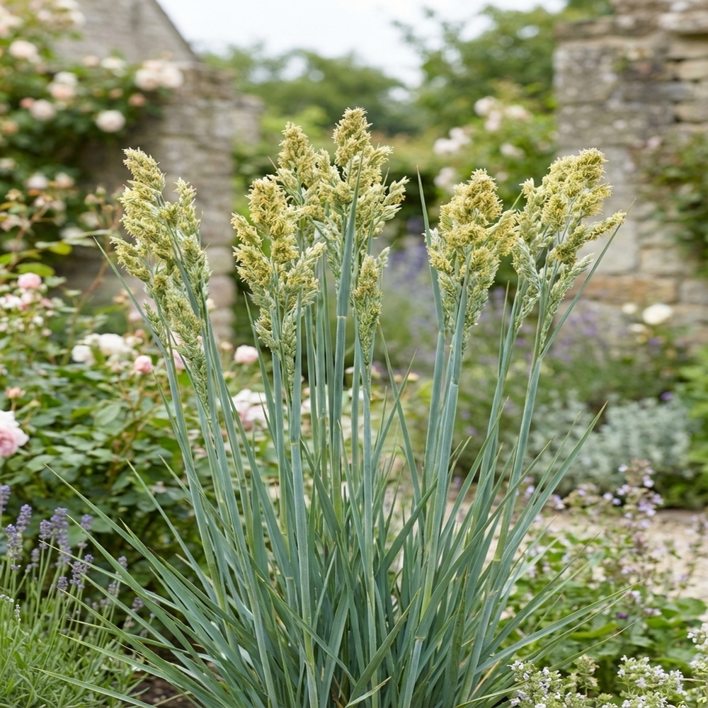 Andropogon Yellow Konza