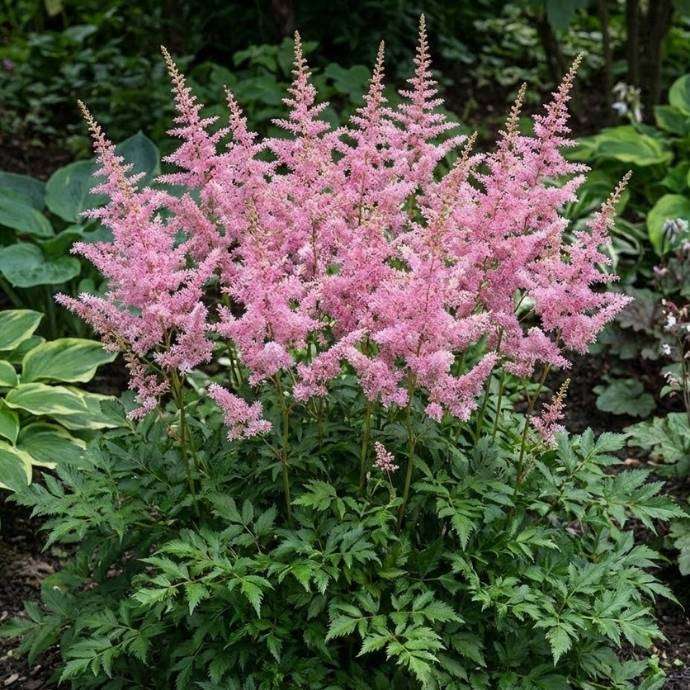 Astilbe Hennie Graafland