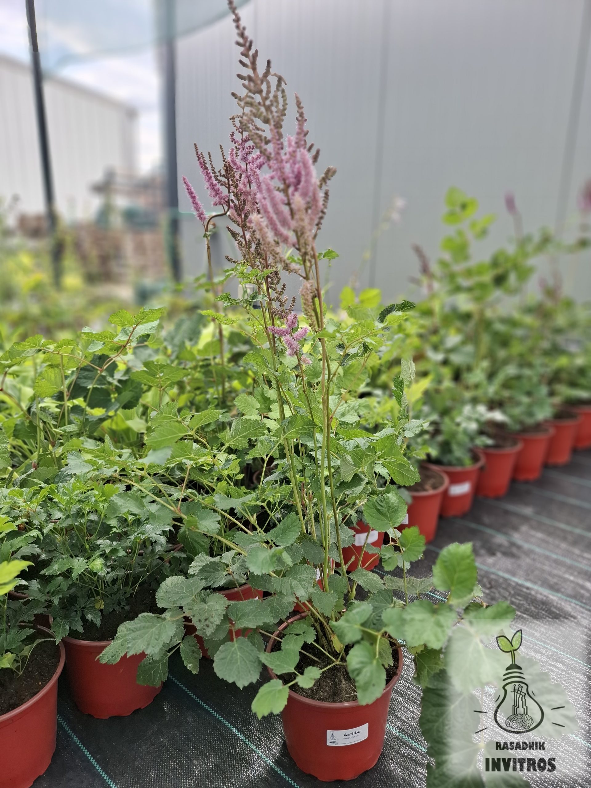 Astilbe Purpurlanze 2 Astilbe Purpulanze INVITROS