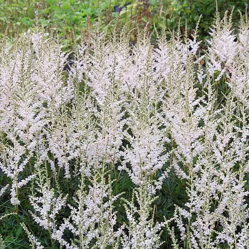 Astilbe Snow Spirit