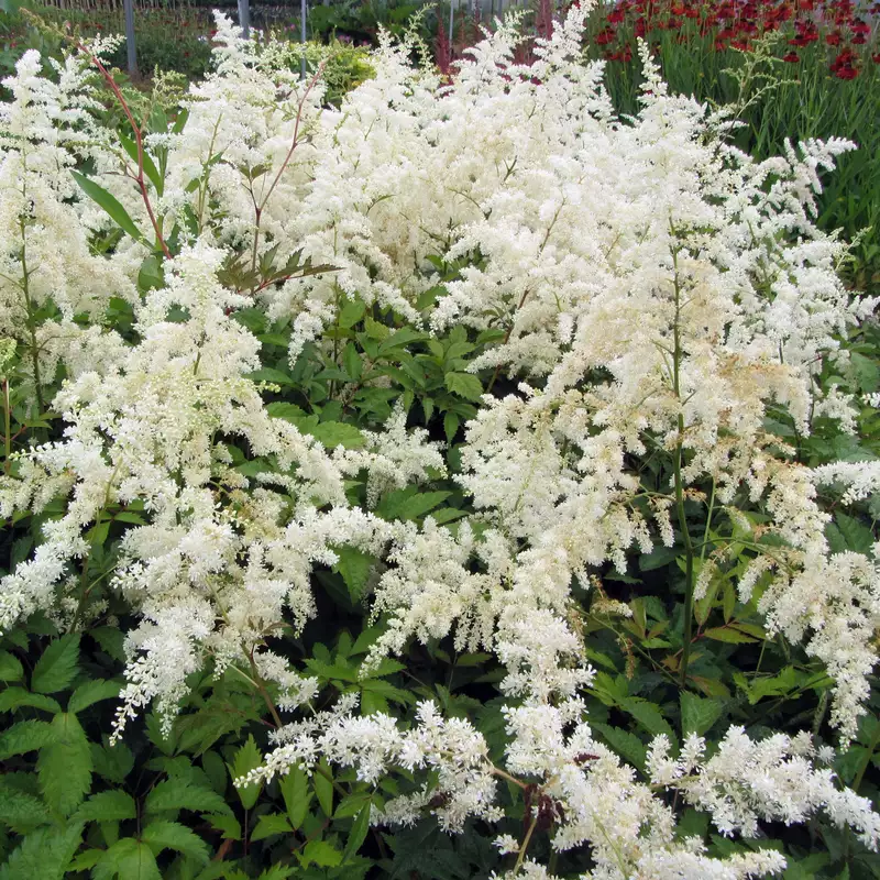 Astilbe Brautschleier