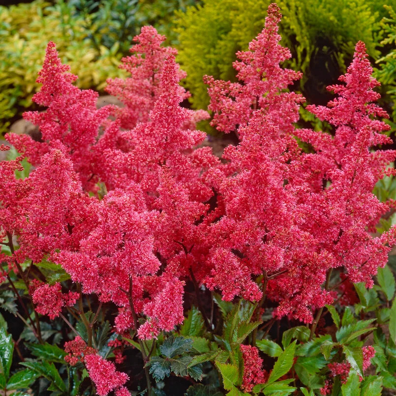 Astilbe Bremen