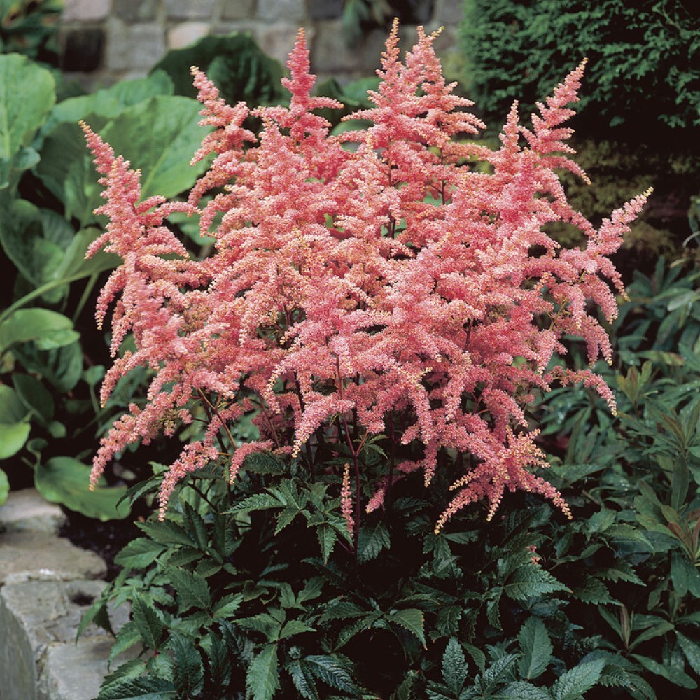 Astilbe Bressingham Beauty