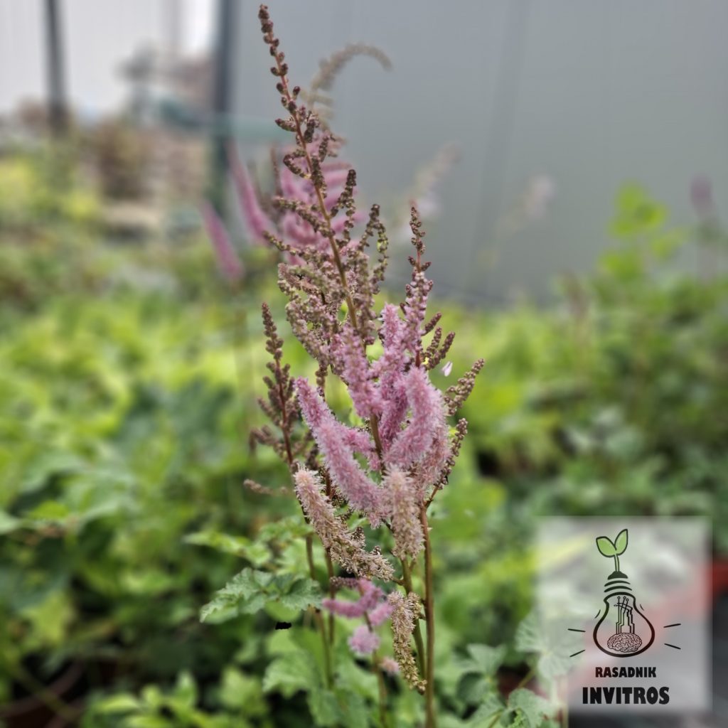 Astilbe Purpurlanze
