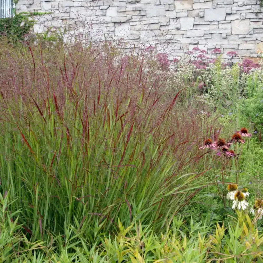 Panicum Squaw