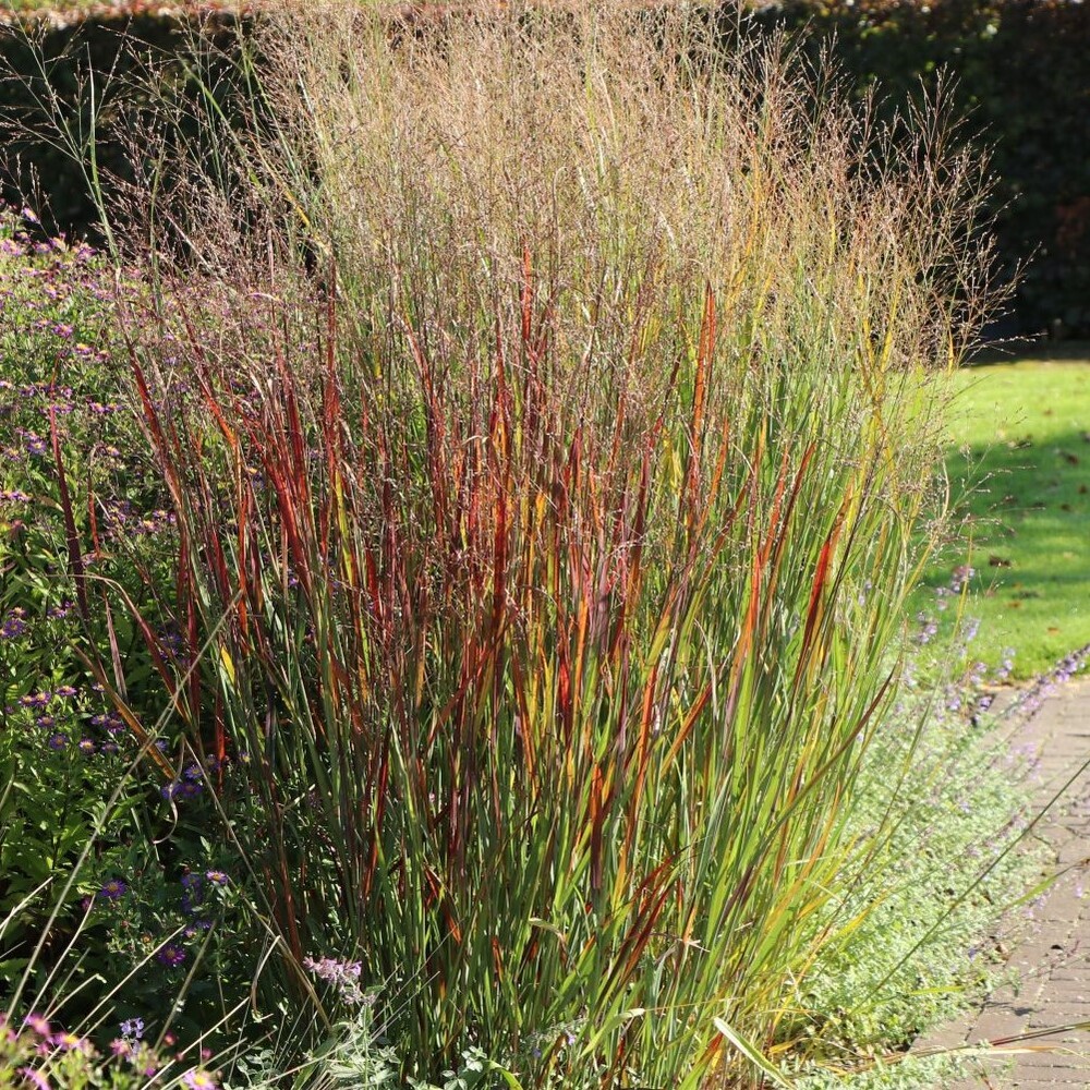 Panicum Hanse Herms