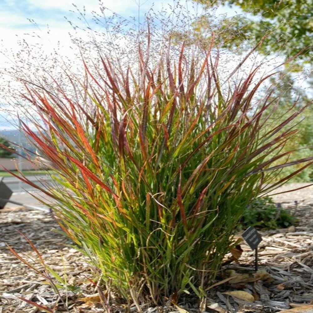 Panicum virgatum Shenandoah