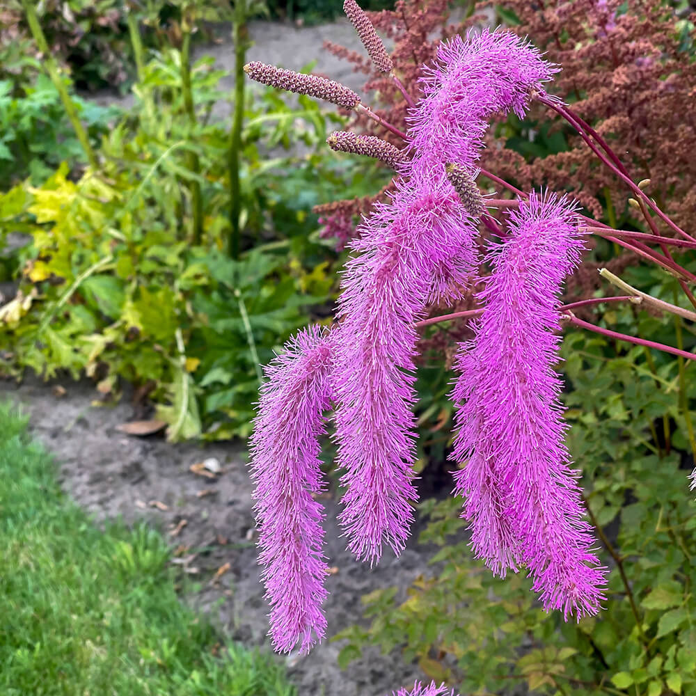 Sanguisorba Lilac Squirrel 2 Sanguisorba Lilac Squirrel - Slika 2