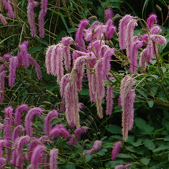 Sanguisorba Lilac Squirrel