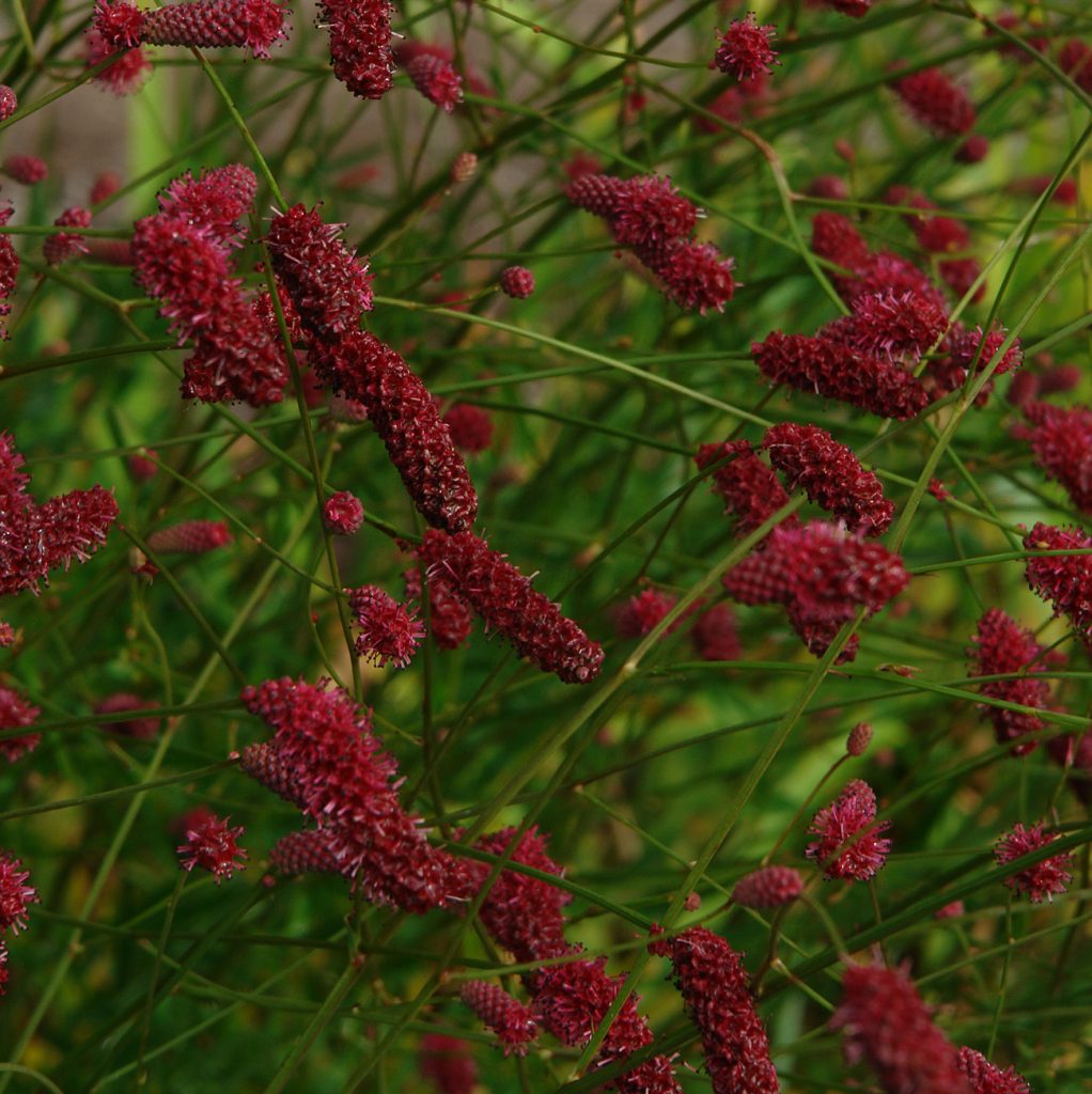 Sanguisorba Raspberry Coulis