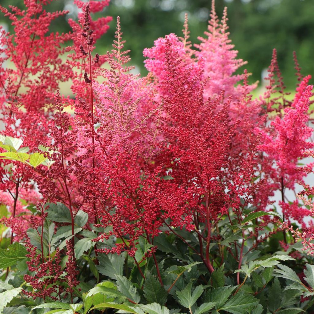 Astilbe Glut