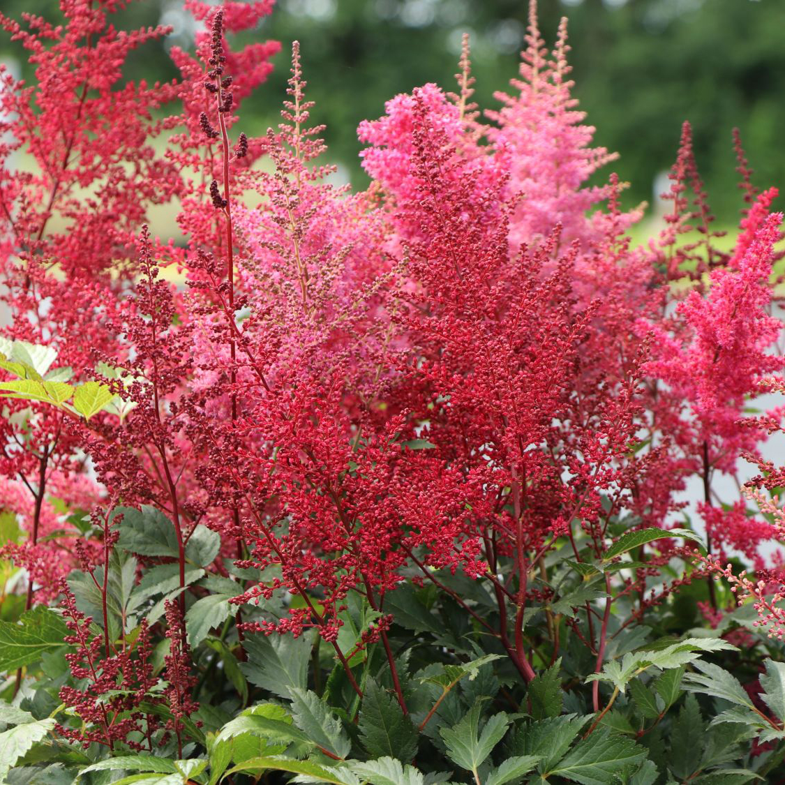 Astilbe Glut 1 Astilbe Glut