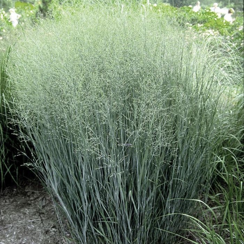 Panicum Heavy Metal