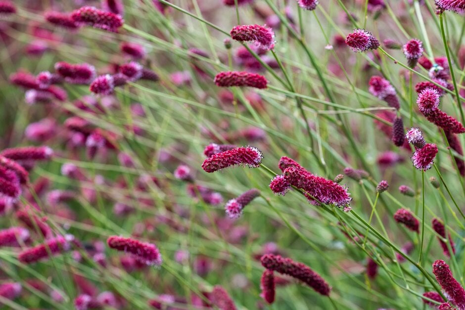 Sanguisorba Raspberry Coulis 2 Sanguisorba Raspberry Coulis - Slika 2