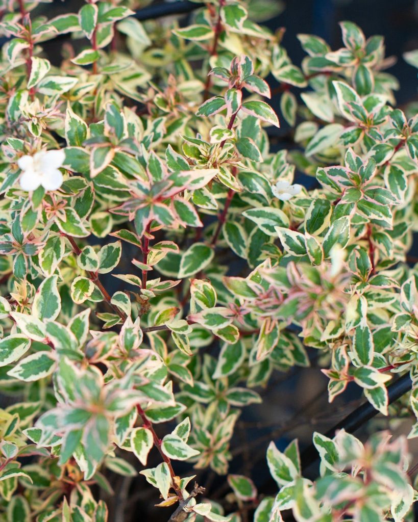 Abelia grandiflora Variegata
