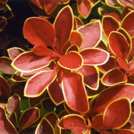 Berberis thunbergii Admiration sadnice