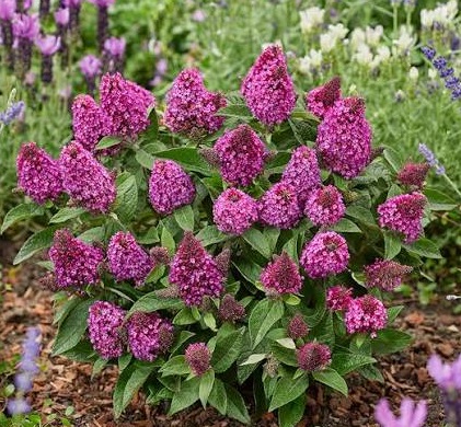 Buddleja davidii Little Red sadnice