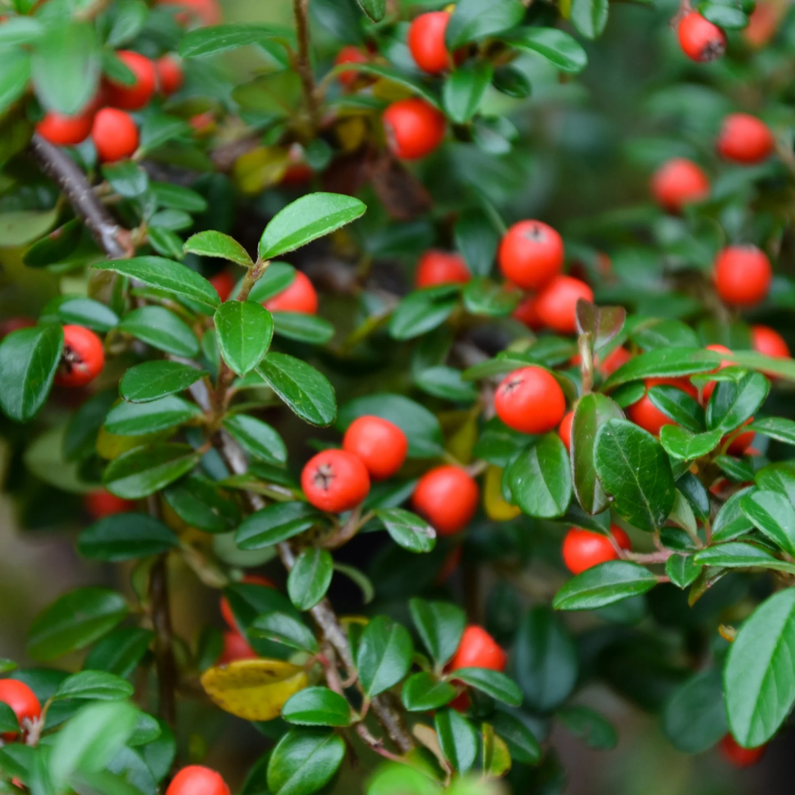 Cotoneaster dammeri 1 Cotoneaster dammeri sadnice