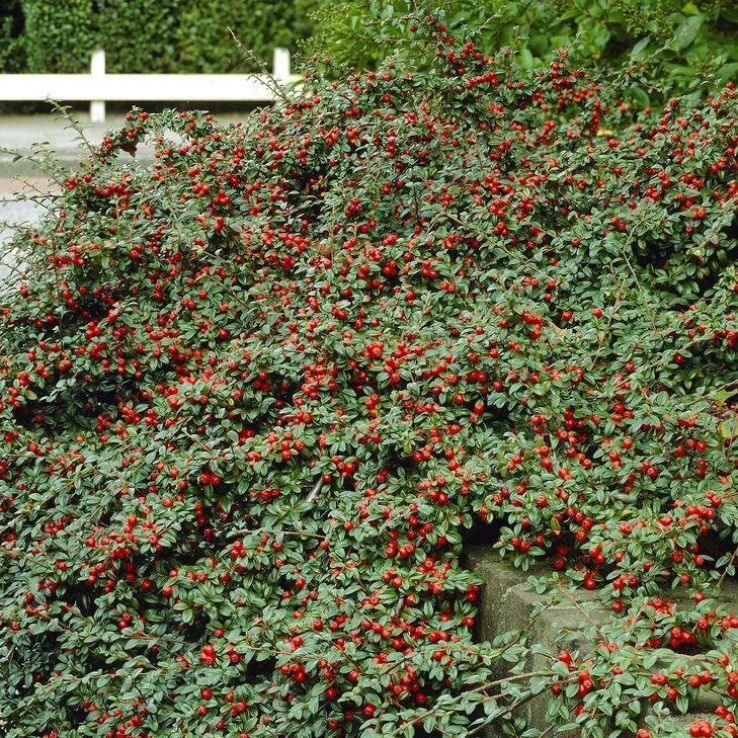 Cotoneaster dammeri 2 Cotoneaster dammeri sadnice