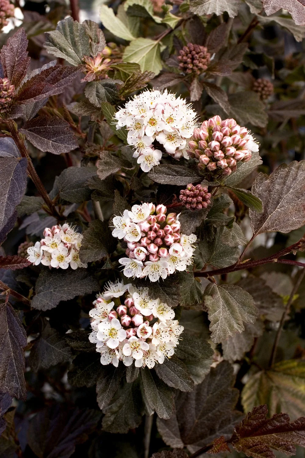 Physocarpus opulifolius Diablo 3 Physocarpus opulifolius Diablo - Slika 3