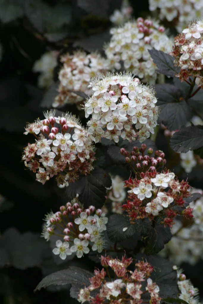 Physocarpus opulifolius Diablo 2 Physocarpus opulifolius Diablo - Slika 2