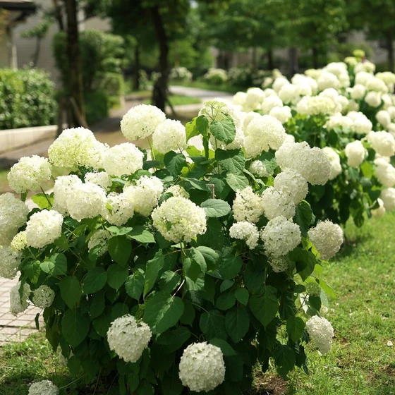 Hydrangea arborescens Annabelle hortenzija sadnice