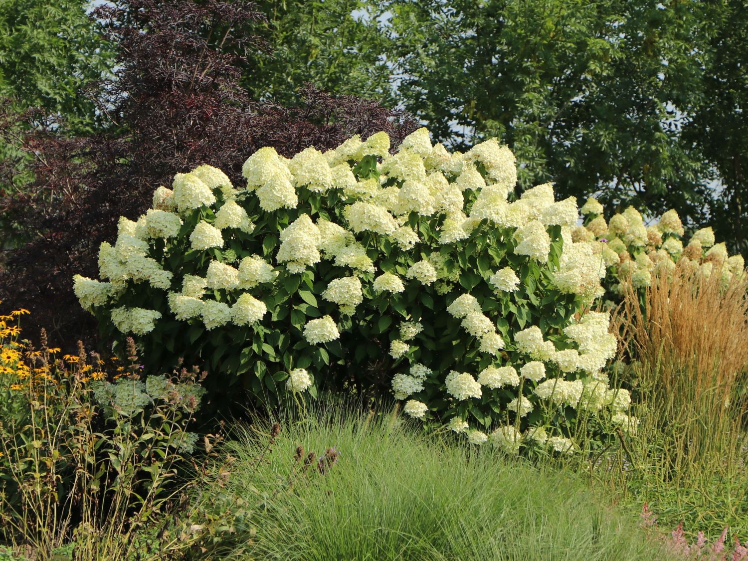 Hydrangea paniculata Grandiflora 2 Hydrangea paniculata Grandiflora - Slika 2