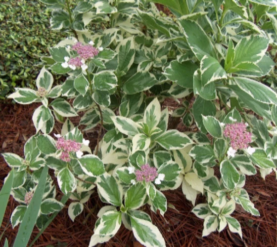 Hydrangea Mariesii Variegata sadnice